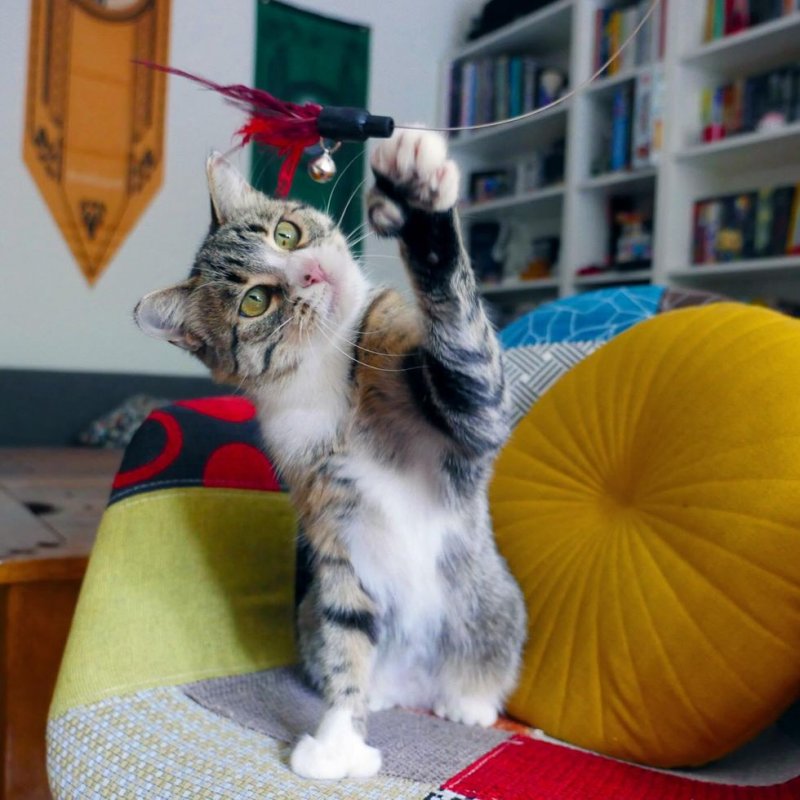 The battered cat was afraid to even approach people