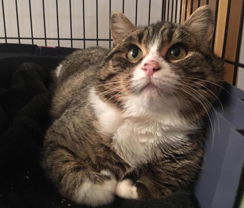 The battered cat was afraid to even approach people