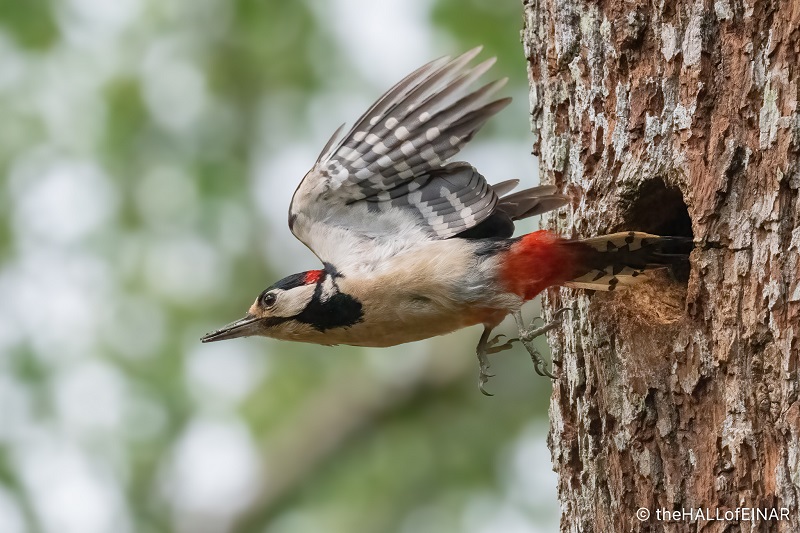 The Greater Spotted Woodpecker A Master of the Trees