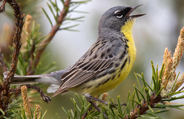 Top 5 Once In A Lifetime Songbirds
