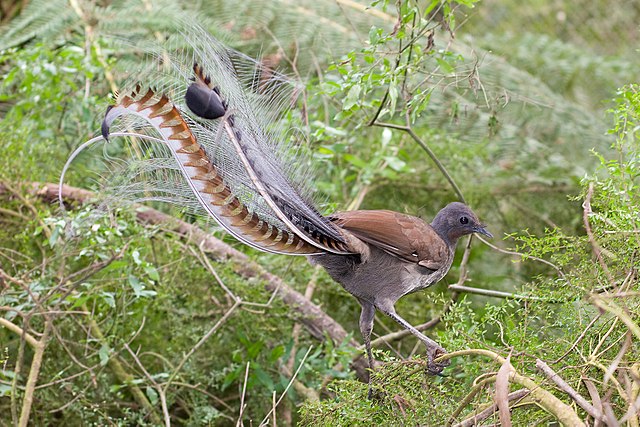 Lyrebirds in Their Natural Habitat: Where to Spot Them