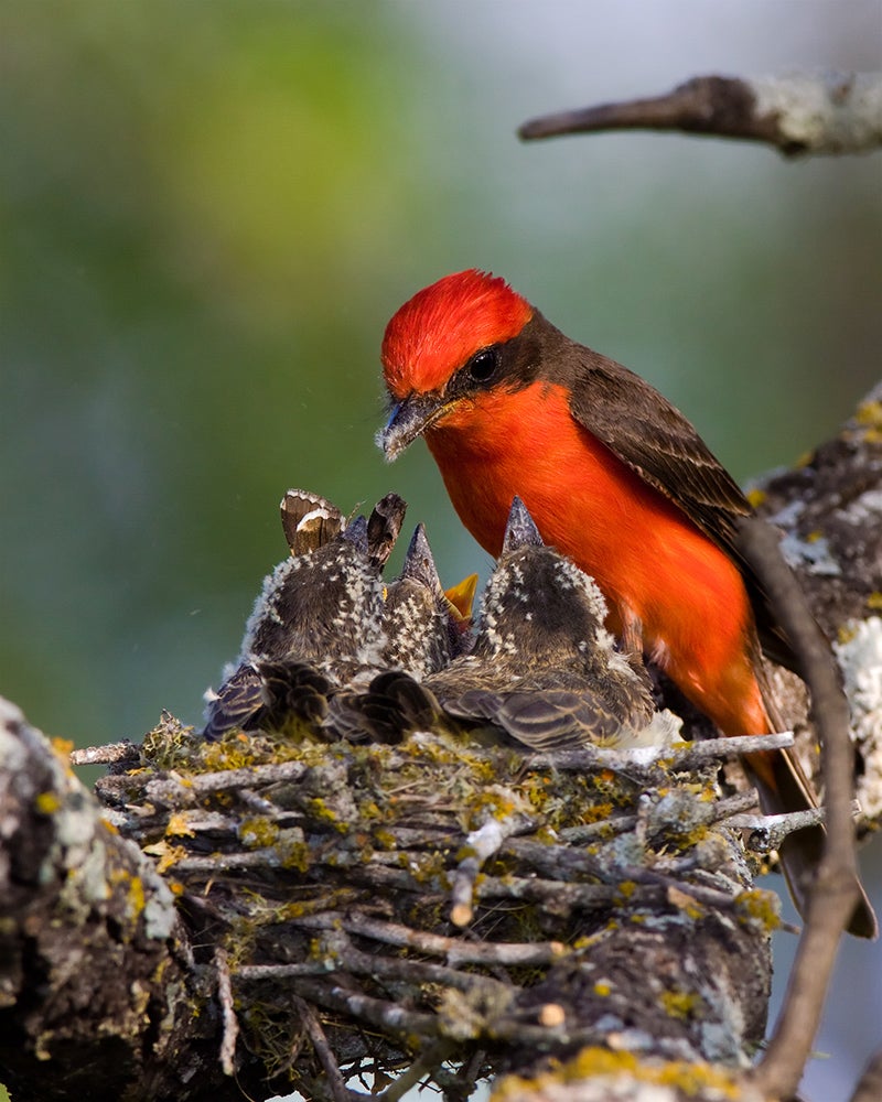 Top 5 Once In A Lifetime Songbirds