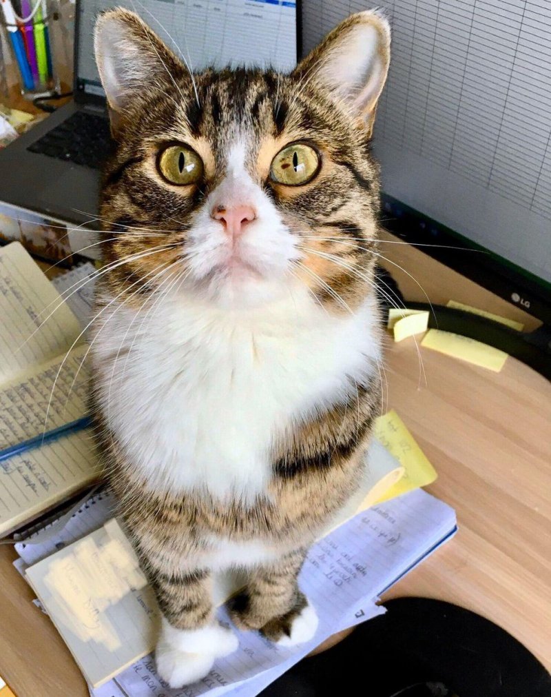 The battered cat was afraid to even approach people