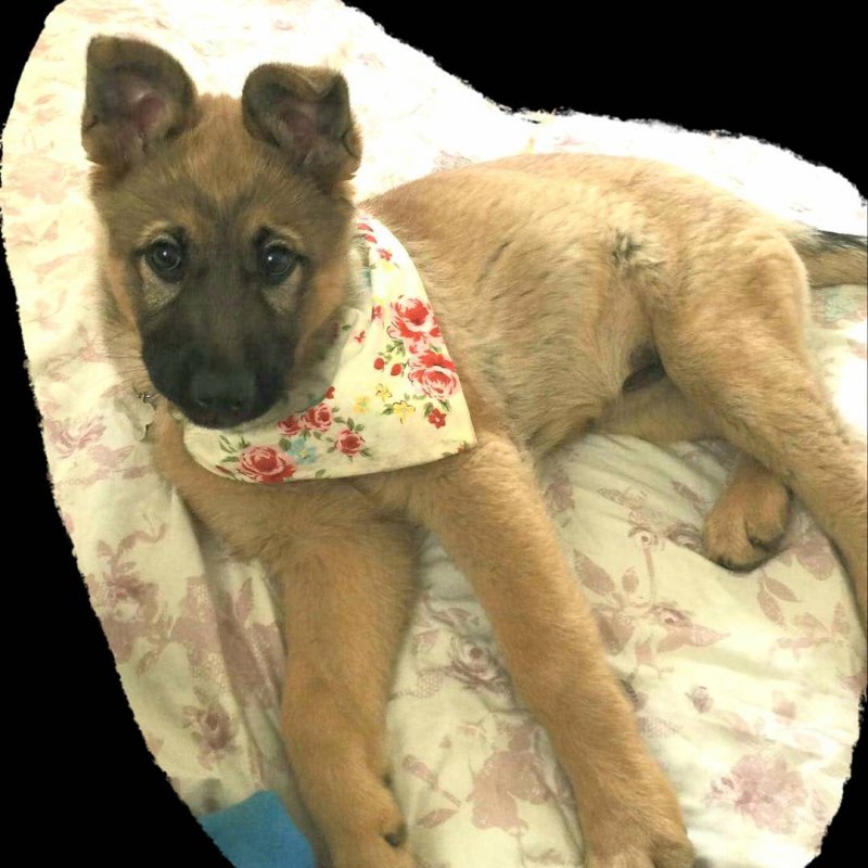 A woman heard a pitying squeak from a trash can – a puppy was freezing there