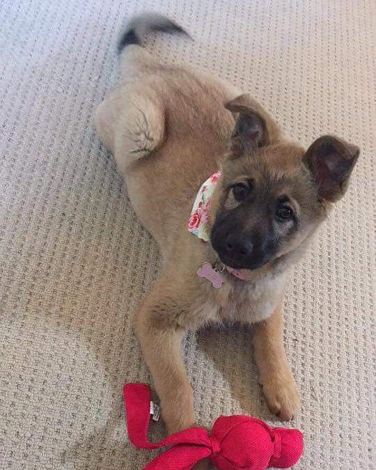 A woman heard a pitying squeak from a trash can – a puppy was freezing there