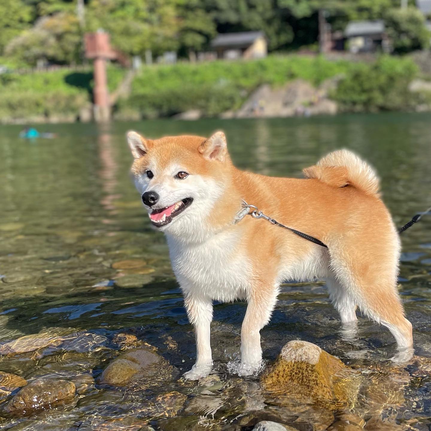 The Irresistible Charm of Shiba Dogs