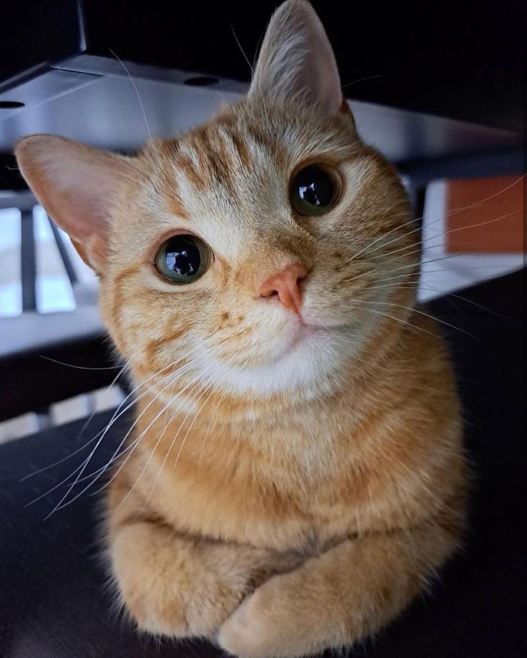 Exploring the Adorable World of Kittens