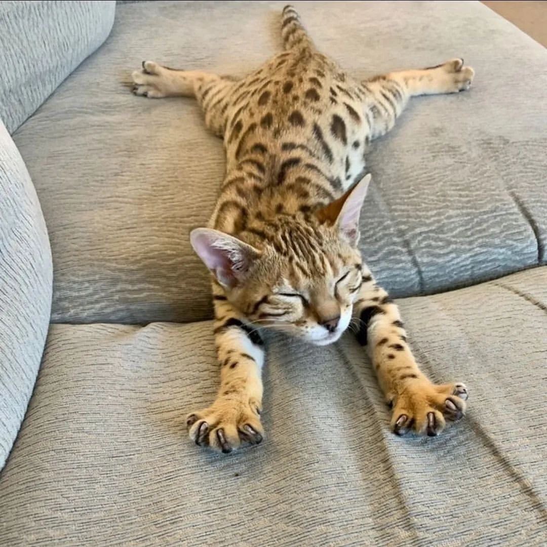 Exploring the Adorable World of Kittens