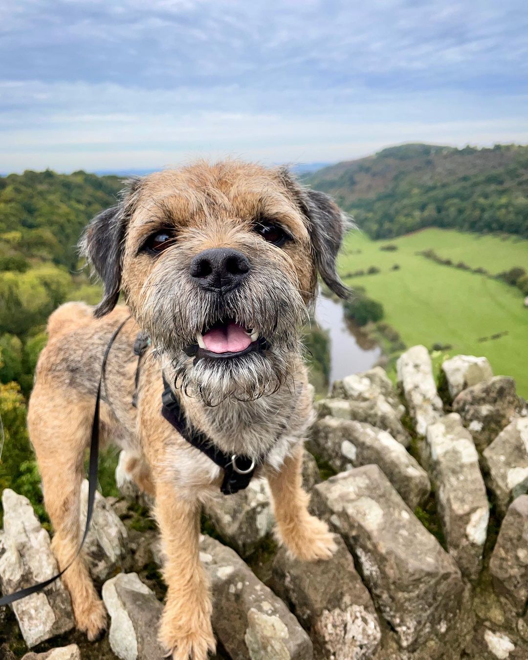 The Bright and Energetic World of Border Terriers